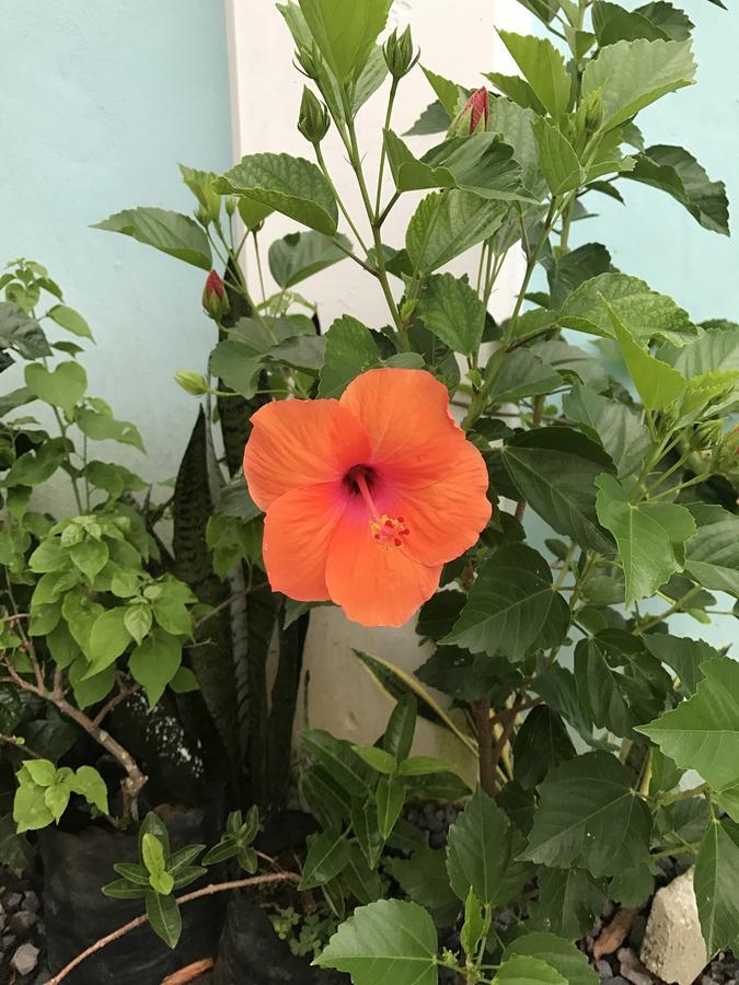 Samoana Boutique Hotel Apia Kültér fotó